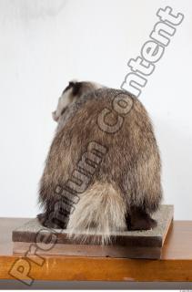 Badger tail photo reference 0003